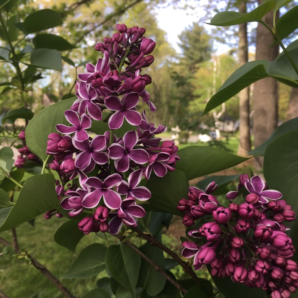 Meet your Posher, Tamara